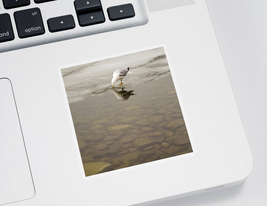 Larus Sticker featuring the photograph Ring-billed Gull reflection #3 by SAURAVphoto Online Store