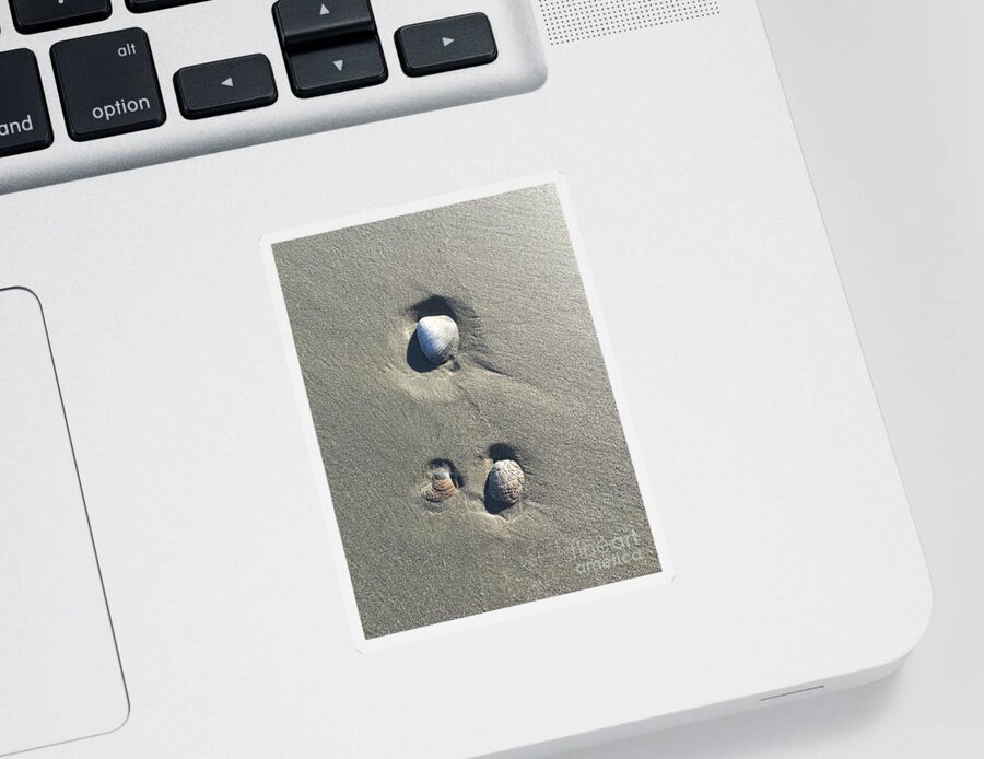 Seashells Sticker featuring the photograph 3 Seashells by Mary Kobet