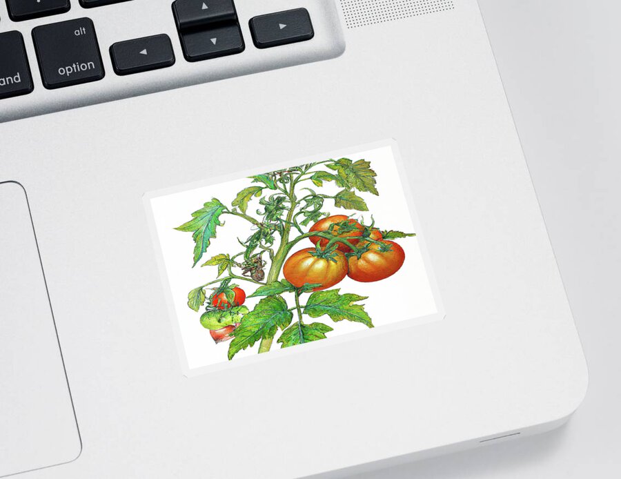 Tomatoes Sticker featuring the digital art 3 Tomatoes 3c by Cathy Anderson