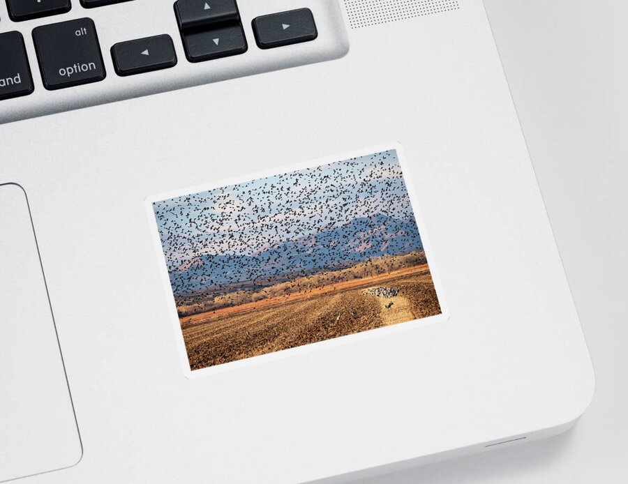Birds Sticker featuring the photograph 4 and 20 Hundred Blackbirds by Mary Lee Dereske