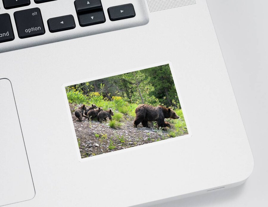 Bear Sticker featuring the photograph 4 Cubs with Mama Grizzly Bear #399 by Wesley Aston