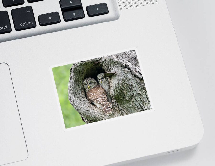 Barred Owl Sticker featuring the photograph Secure and Cozy by Puttaswamy Ravishankar