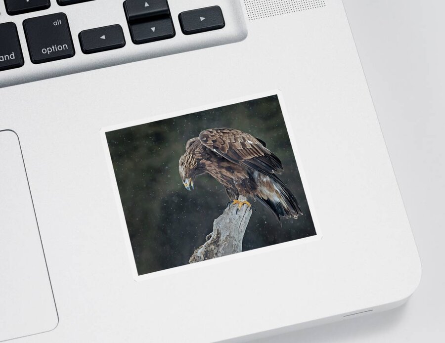 Eagle Sticker featuring the photograph Golden Eagle #5 by CR Courson