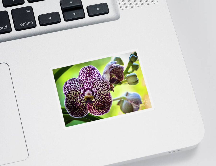 Ascda Kulwadee Fragrance Sticker featuring the photograph Spotted Vanda Orchid Flowers #5 by Raul Rodriguez