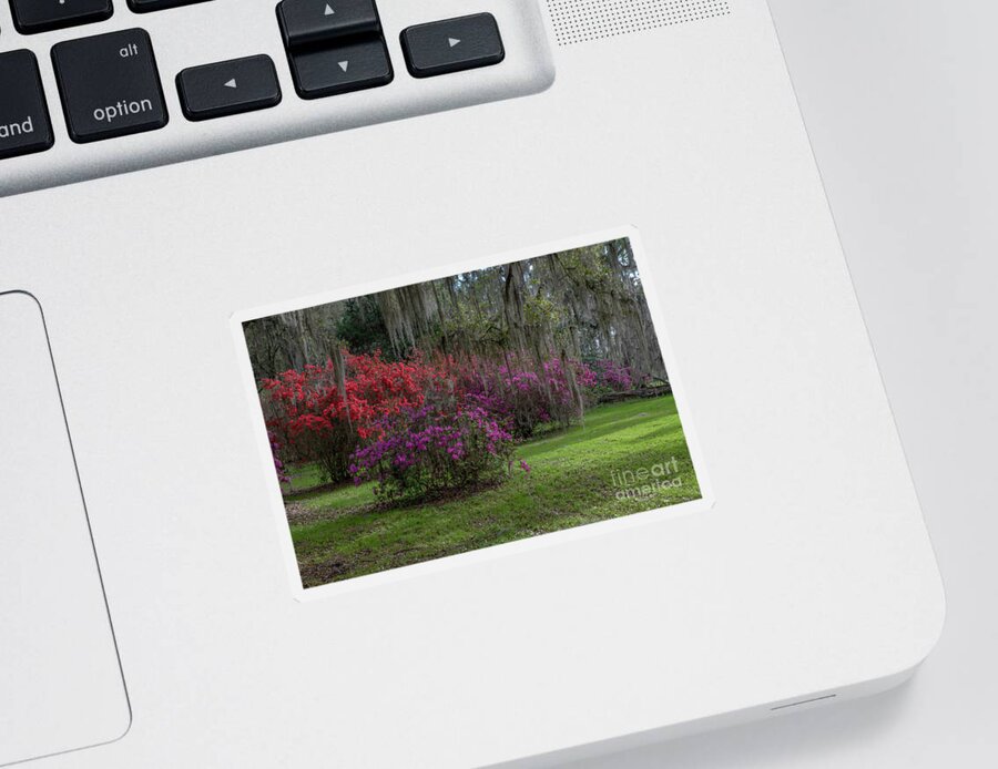 Azaleas Sticker featuring the photograph A Simpler Time - Magnolia Plantation and Gardens by Dale Powell