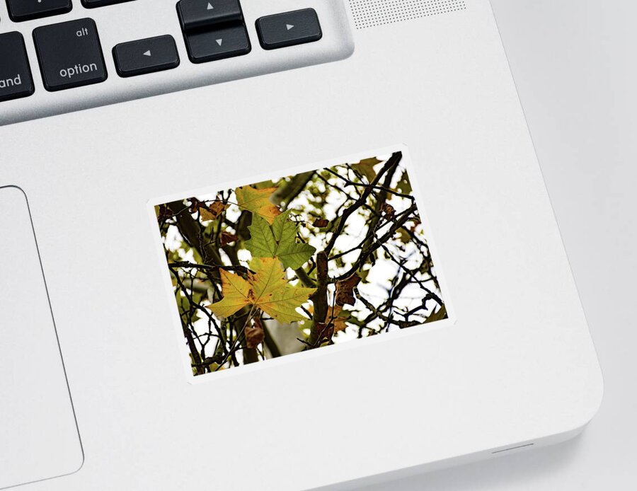 Autumn Sticker featuring the photograph Autumn #8 by Robert Grac