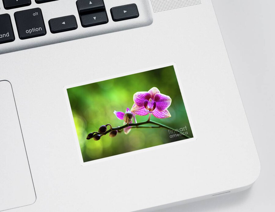Background Sticker featuring the photograph Purple Orchid Flower #8 by Raul Rodriguez