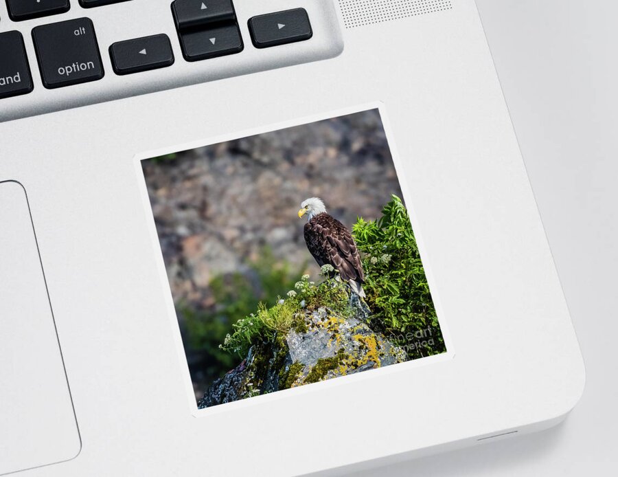 Eagle Sticker featuring the photograph Bald eagle sitting on the rock by Lyl Dil Creations