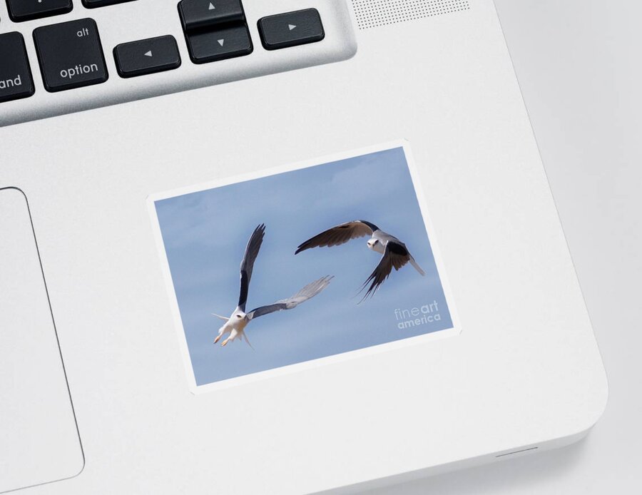 Eagles Sticker featuring the photograph A Beautiful Couple by John Kolenberg