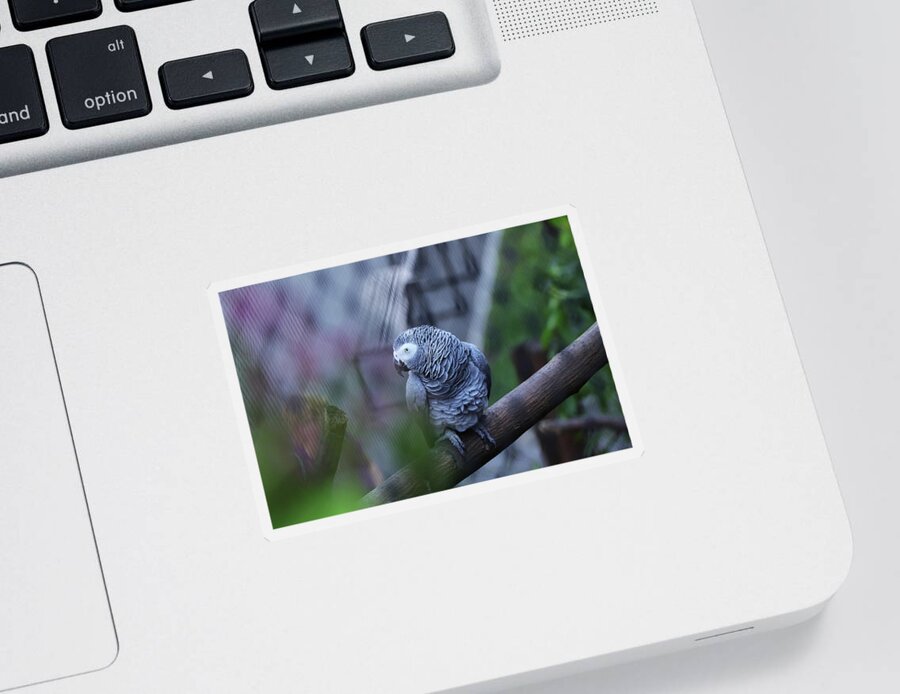 Grey Parrot Sticker featuring the photograph Seductive view of Grey parrot by Vaclav Sonnek