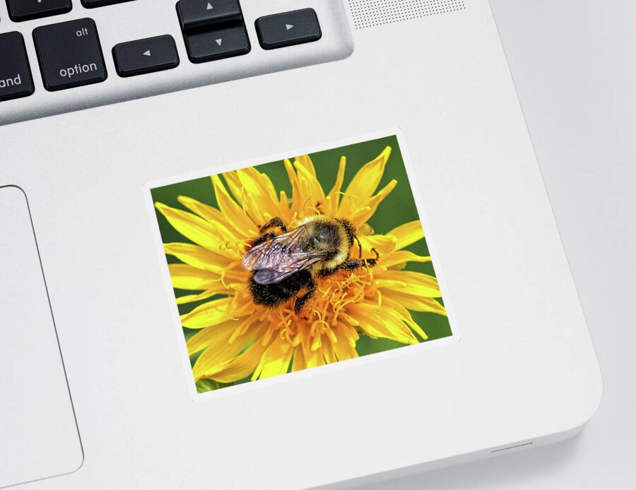 Bee Sticker featuring the photograph A Bees Life by Scott Olsen