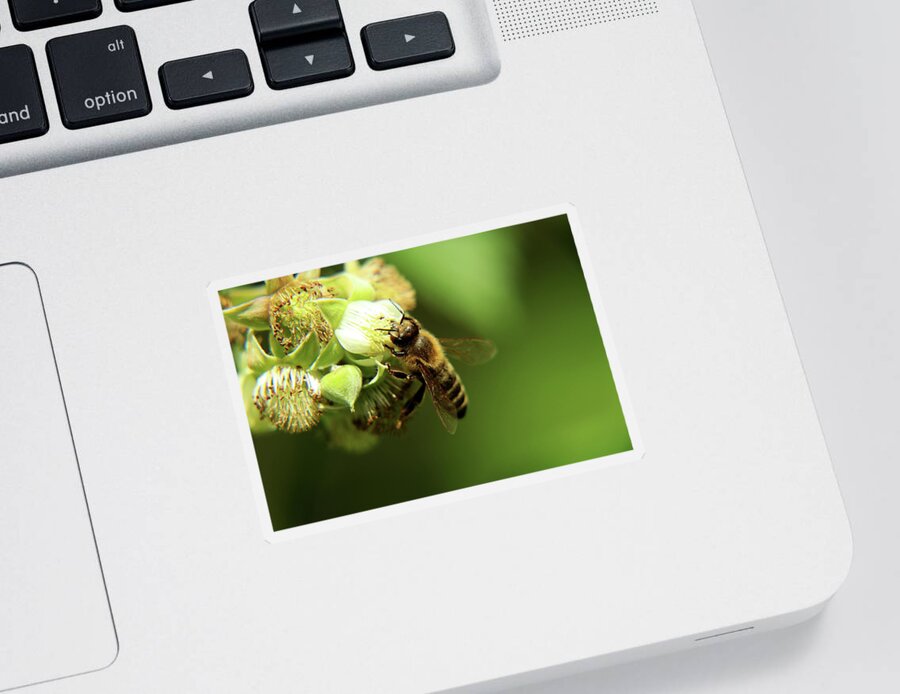 Western Honey Bee Sticker featuring the photograph A detail on head of european honey bee, apis mellifera, pollinating bloom of raspberry. by Vaclav Sonnek