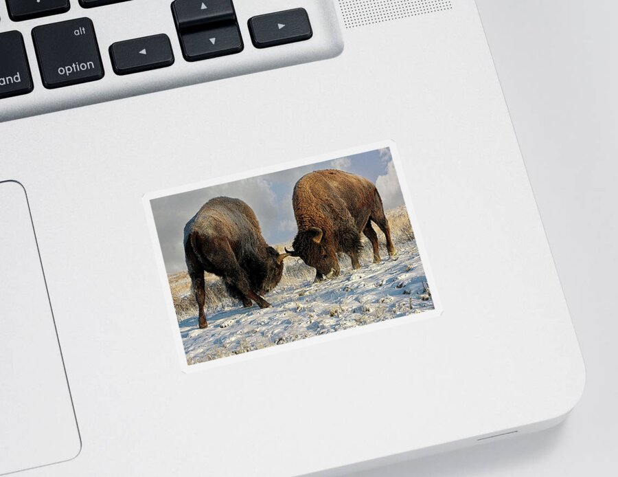 Winter Sticker featuring the photograph A fight Between Two Male Bison, American Buffalo in a Snow Field by OLena Art by Lena Owens - Vibrant DESIGN