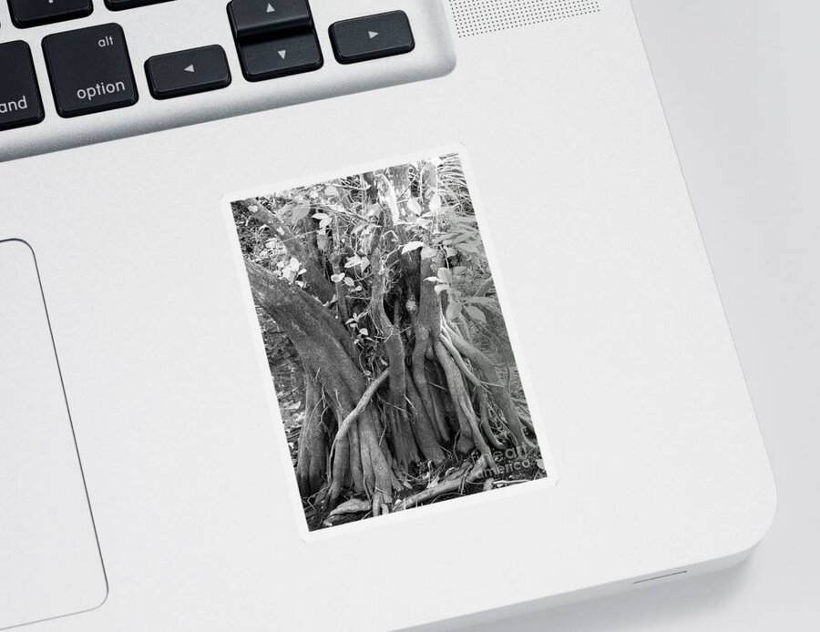 Magrove Sticker featuring the photograph A Giant Mangrove in the Corkscrew Swamp by L Bosco