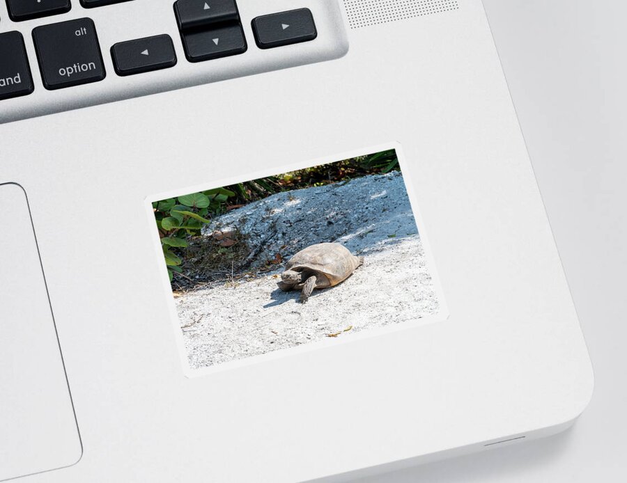 Florida Sticker featuring the photograph A Gopher Tortoise roams from its mound at Lovers Key State Park by William Kuta