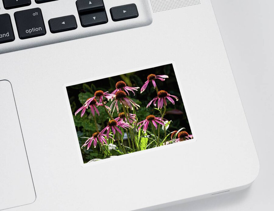 Echinacea Sticker featuring the photograph A Group Of Echinacea Flowers by Jeff Townsend
