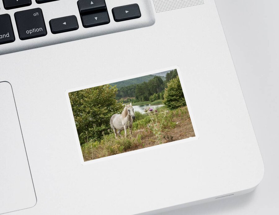 Europe Sticker featuring the photograph A horse by Eleni Kouri