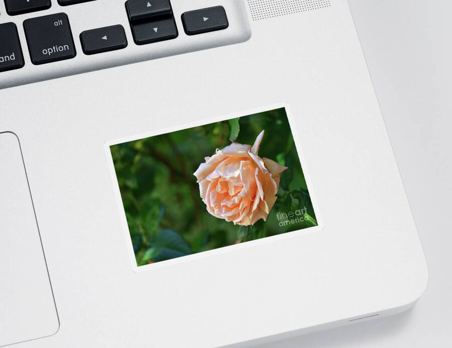 Rose Sticker featuring the photograph A Huge Rose by Amazing Action Photo Video