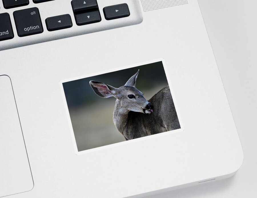 Columbian Black-tailed Deer Sticker featuring the photograph A Juvenile Columbian black-tailed deer by Amazing Action Photo Video