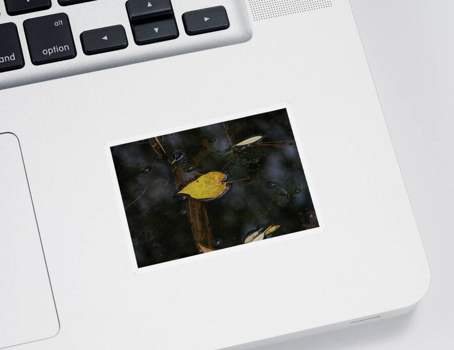 Leaf Sticker featuring the photograph A leaf floating in the shallows by Jeff Swan
