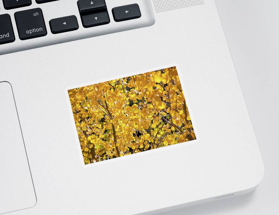 Nature Sticker featuring the photograph A Lens Full of Aspens by Steve Templeton