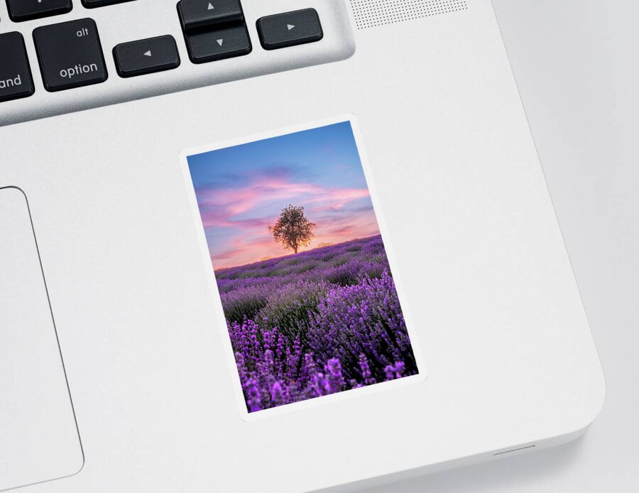 Lavender Sticker featuring the photograph A Lone Tree in a Lavender Field During a Pink Sunset by Alexios Ntounas