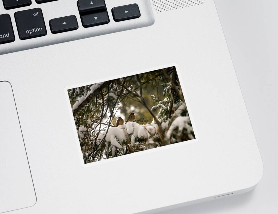 Winter Sticker featuring the photograph A Magical Winter Afternoon by Laura Putman