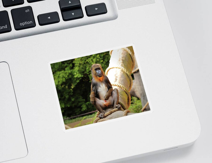 Mandrill Sticker featuring the photograph Mandrillus sphinx sitting on the trunk by Vaclav Sonnek