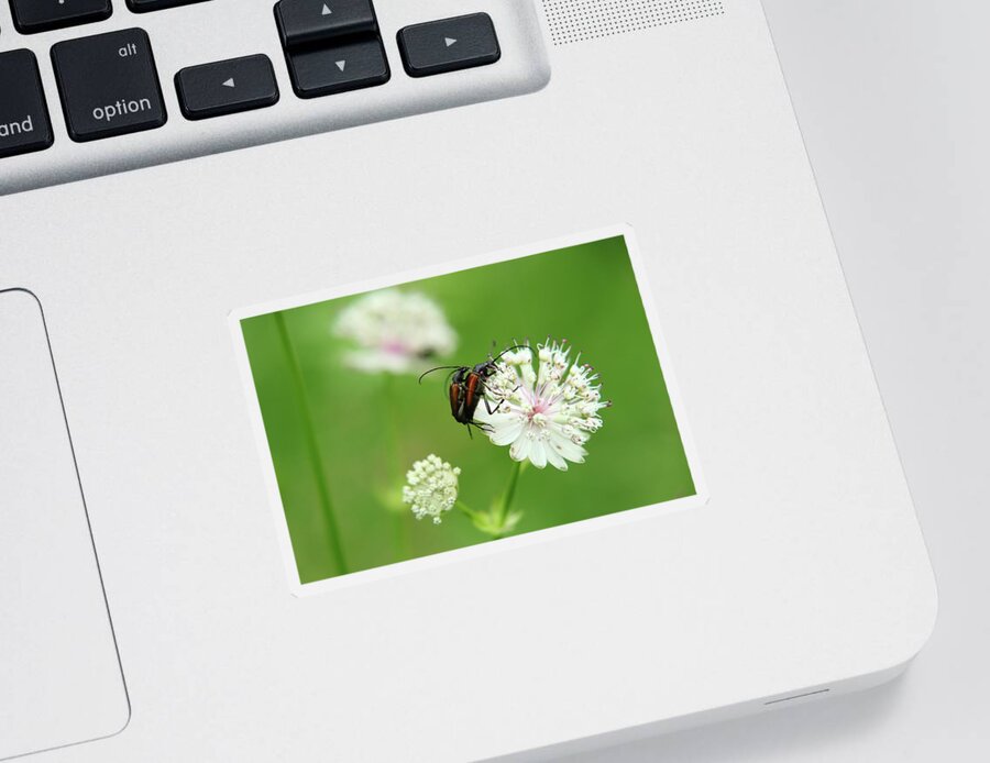 Stenurella Melanura Sticker featuring the photograph Mating between Stenurella melanura on white clover by Vaclav Sonnek