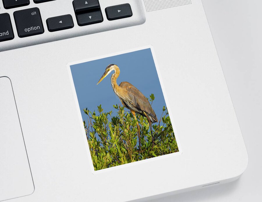 R5-2653 Sticker featuring the photograph A Proud Heron by Gordon Elwell