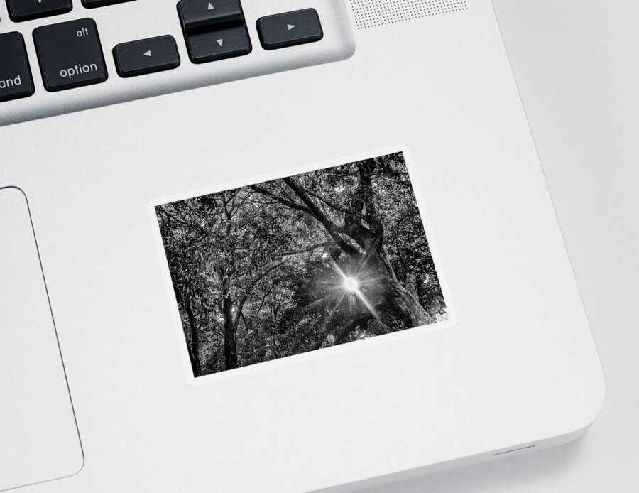 Tree Sticker featuring the photograph A Ray of Sunlight by Alan Goldberg