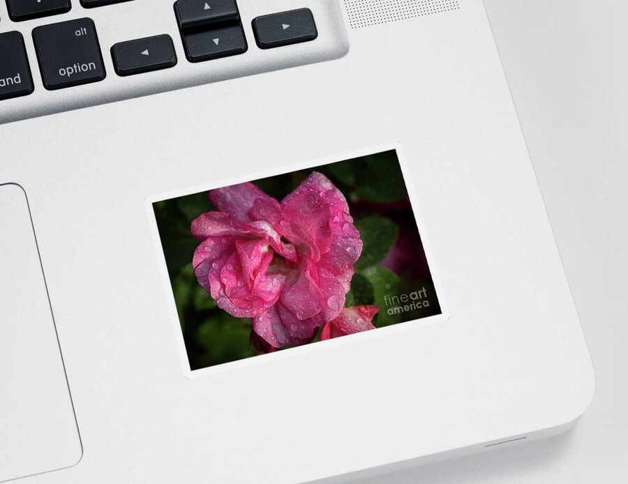 Plant Sticker featuring the photograph A Rose in the Morning by Nancy Gleason