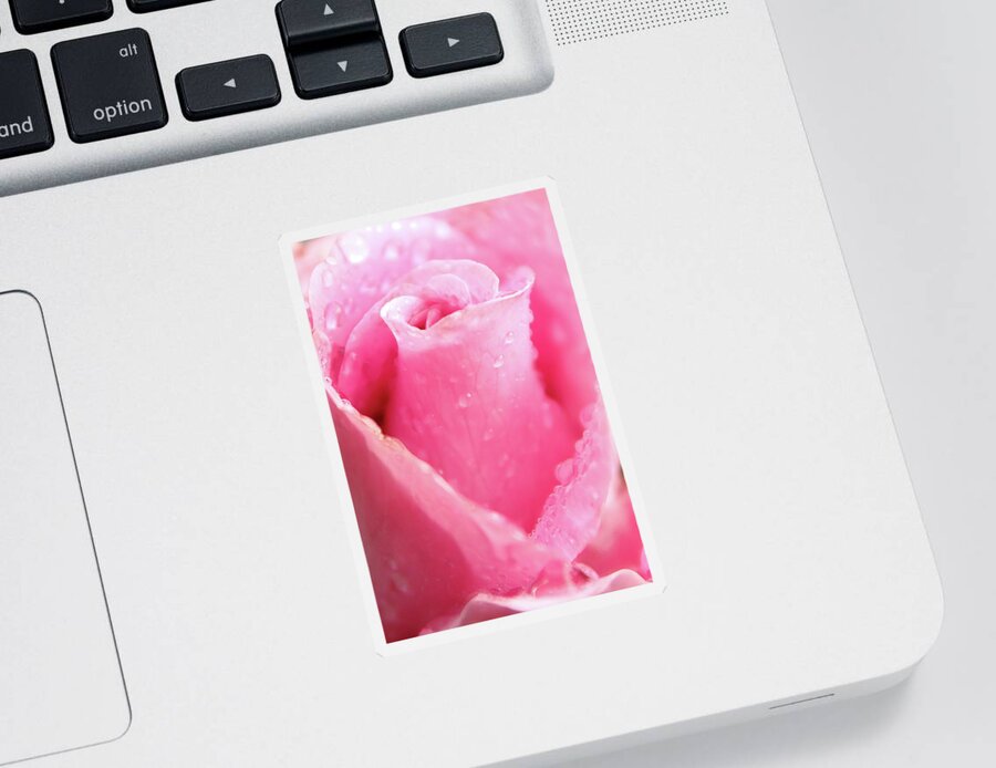 Rose Sticker featuring the photograph A Rose Is A Rose by Lens Art Photography By Larry Trager