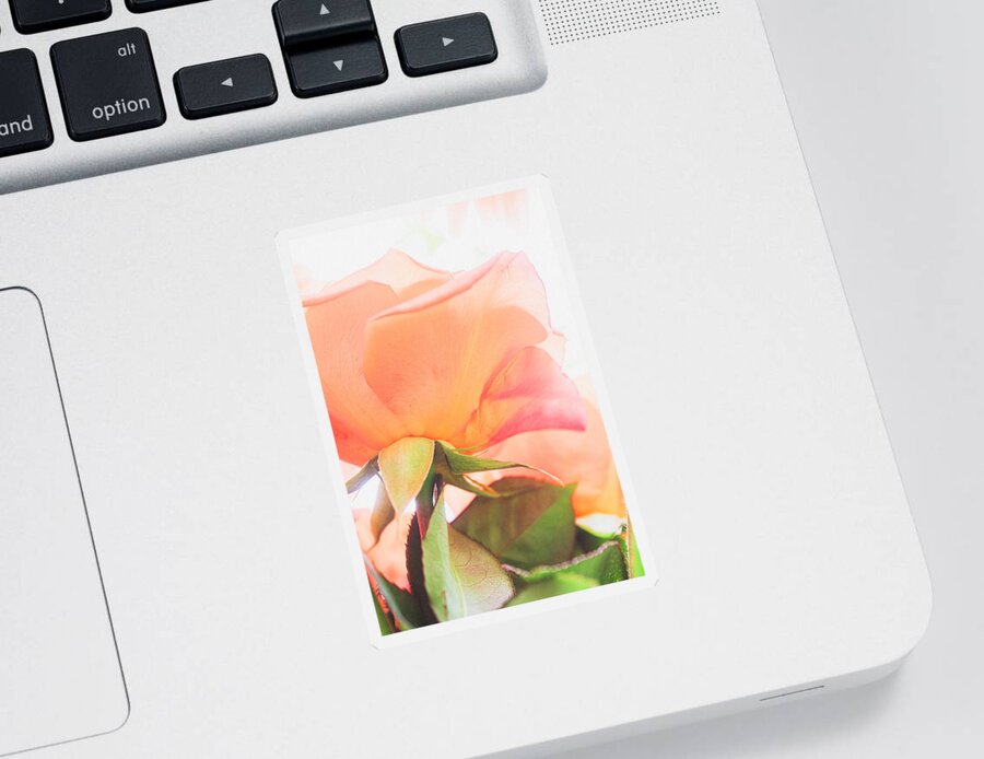 Rosa Hybrida Sticker featuring the photograph A Rose Made of Light by W Craig Photography