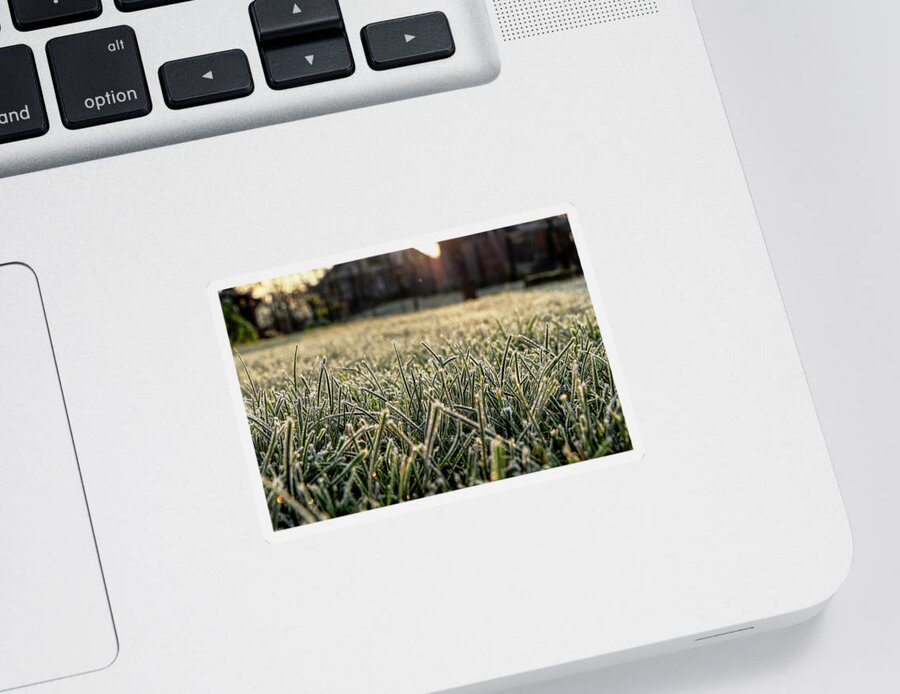 Environment Sticker featuring the photograph Stem of grass are covering snow. by Vaclav Sonnek