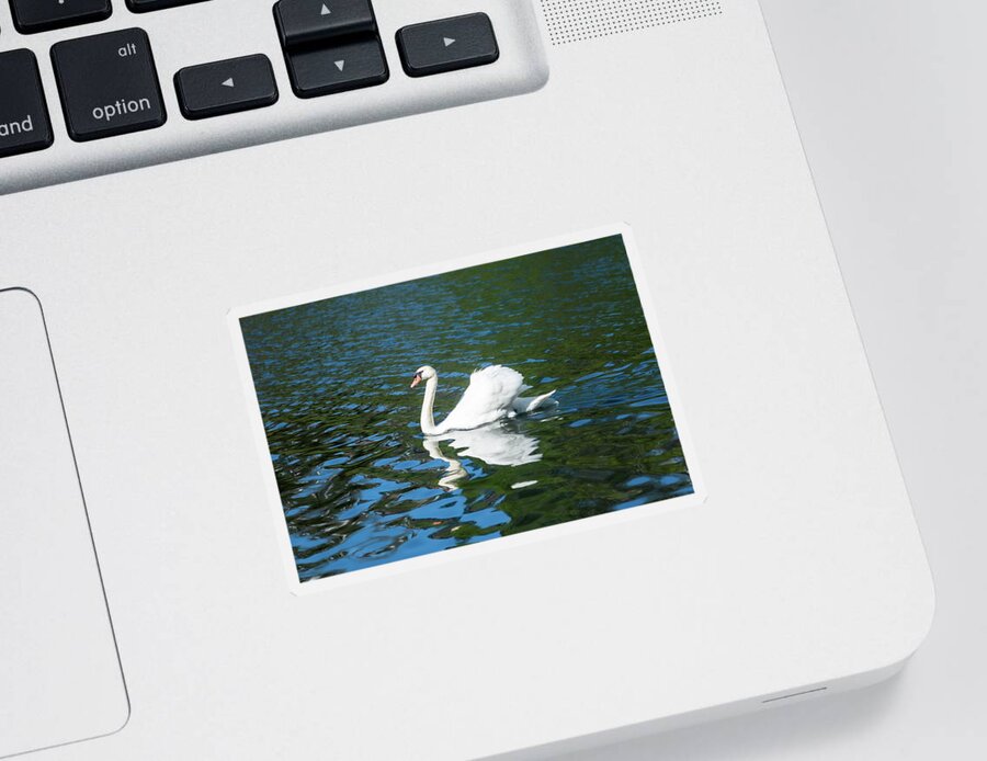 Swan Sticker featuring the photograph A swan in a lake by Aarthi Arunkumar