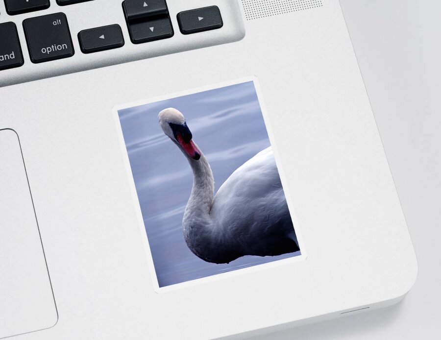 Bird Sticker featuring the photograph A Swan by Jim Feldman