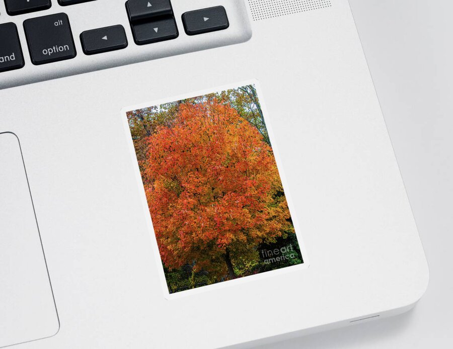 Tree Sticker featuring the photograph A Tinge of Red Fall Tree by Roberta Byram