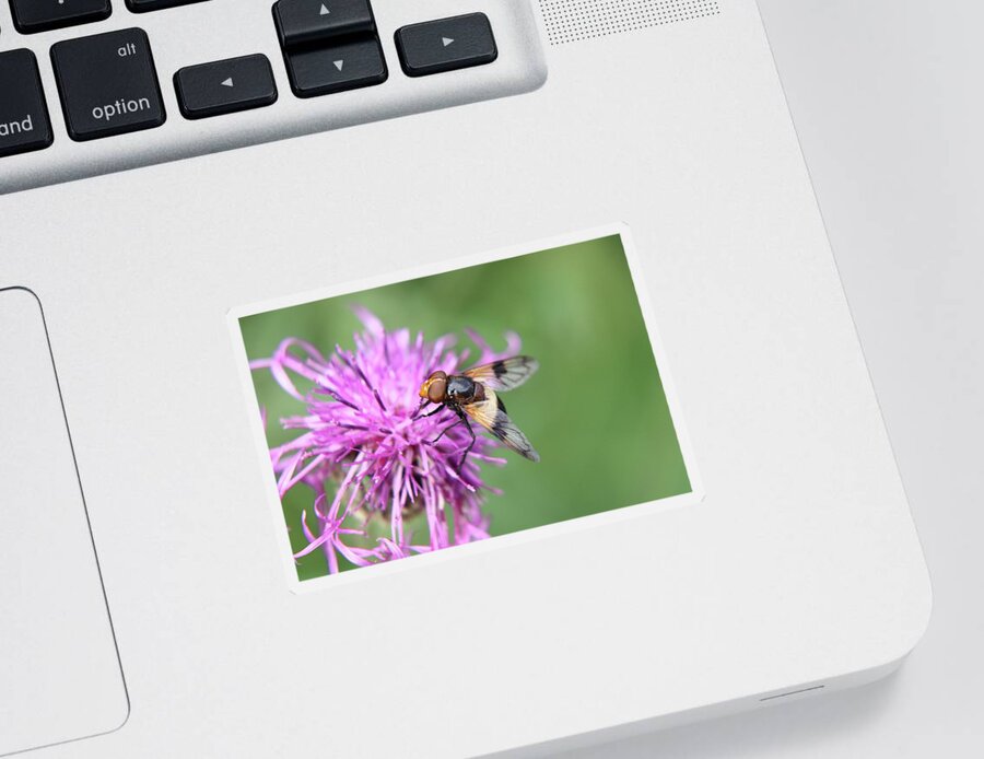 Volucella Pellucens Sticker featuring the photograph A Volucella pellucens pollinating red clover by Vaclav Sonnek