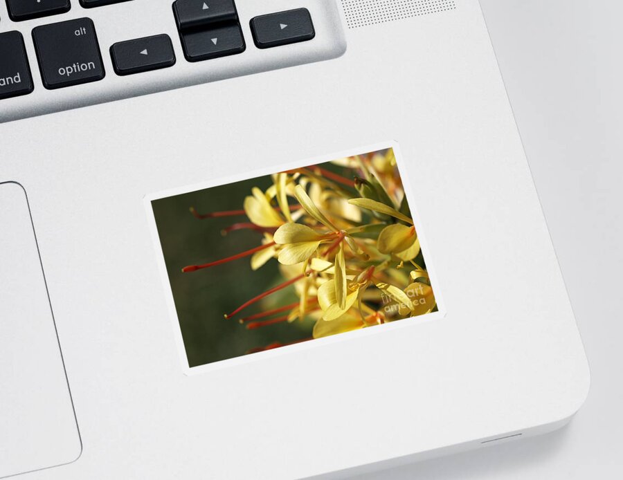 Flower Sticker featuring the photograph A Yellow Daydream Flower by Joy Watson