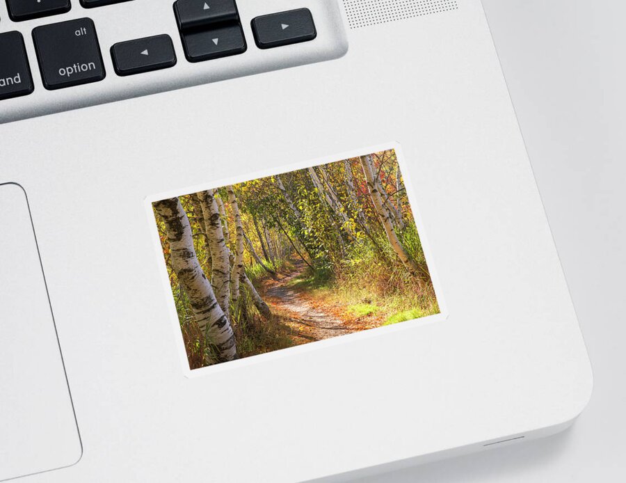 Acadia Sticker featuring the photograph Acadia Hemlock Trail Birches by White Mountain Images