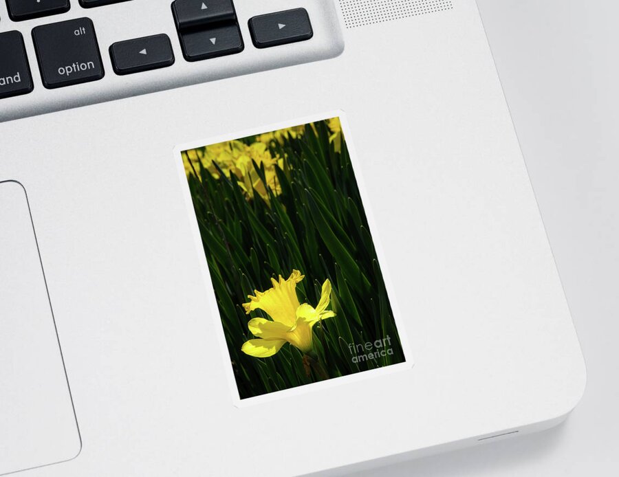 Blossom Trees Sticker featuring the photograph Ascending Spring by Marilyn Cornwell
