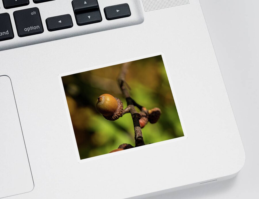 Nature Sticker featuring the photograph Acorn Season by Amelia Pearn