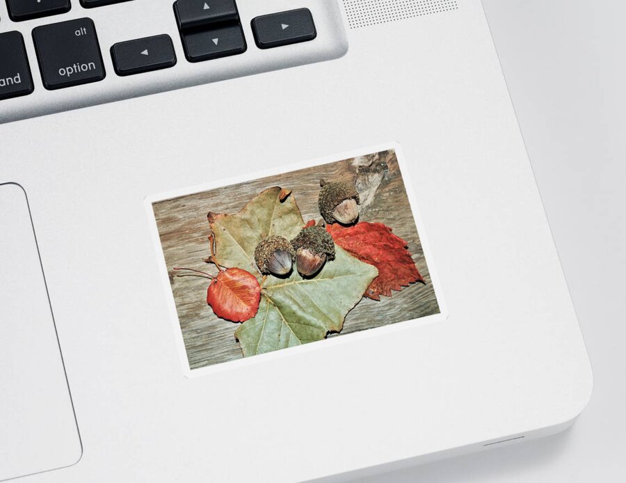 Nature Sticker featuring the photograph Acorns and Autumn Leaves by Sheila Brown