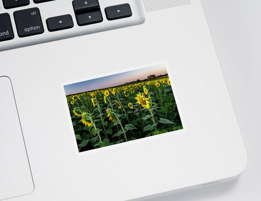 Sun Flowers Sticker featuring the photograph Across a field of Sun Flowers by Sven Brogren