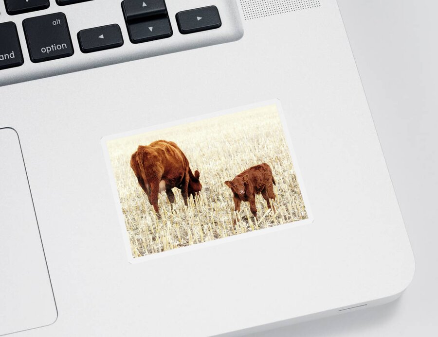 Cow And Calf Sticker featuring the photograph Adorably Awkward Calf by Susan Rissi Tregoning