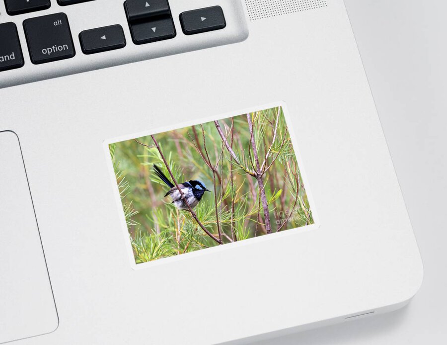 Environment Sticker featuring the photograph Adult male Superb fairy wren, malurus cyaneus, against foliage background with space for text. Healesville, Victoria, Australia by Jane Rix