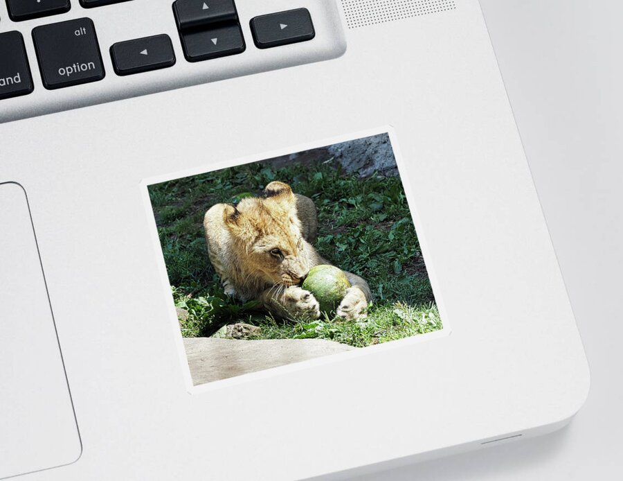 African Lion Sticker featuring the photograph African Lion by Scott Olsen