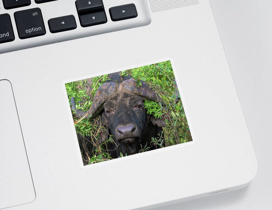 Cape Buffalo Sticker featuring the photograph Africa's Most Dangerous Beast by Douglas Wielfaert