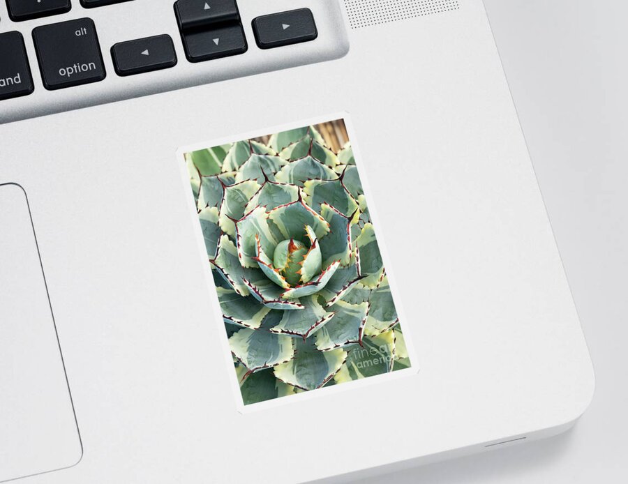 Agave Sticker featuring the photograph Agave Verschaffeltii Variegata Plant by Tim Gainey